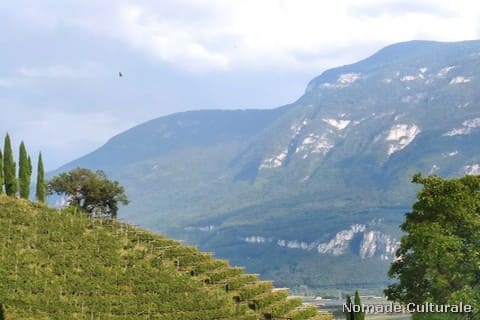 La Strada del Vino in Alto Adige. I vini da stappare per le Feste